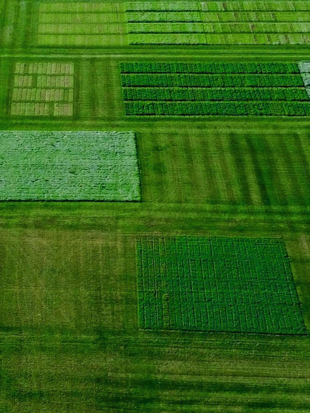 RangePro Forage Mix